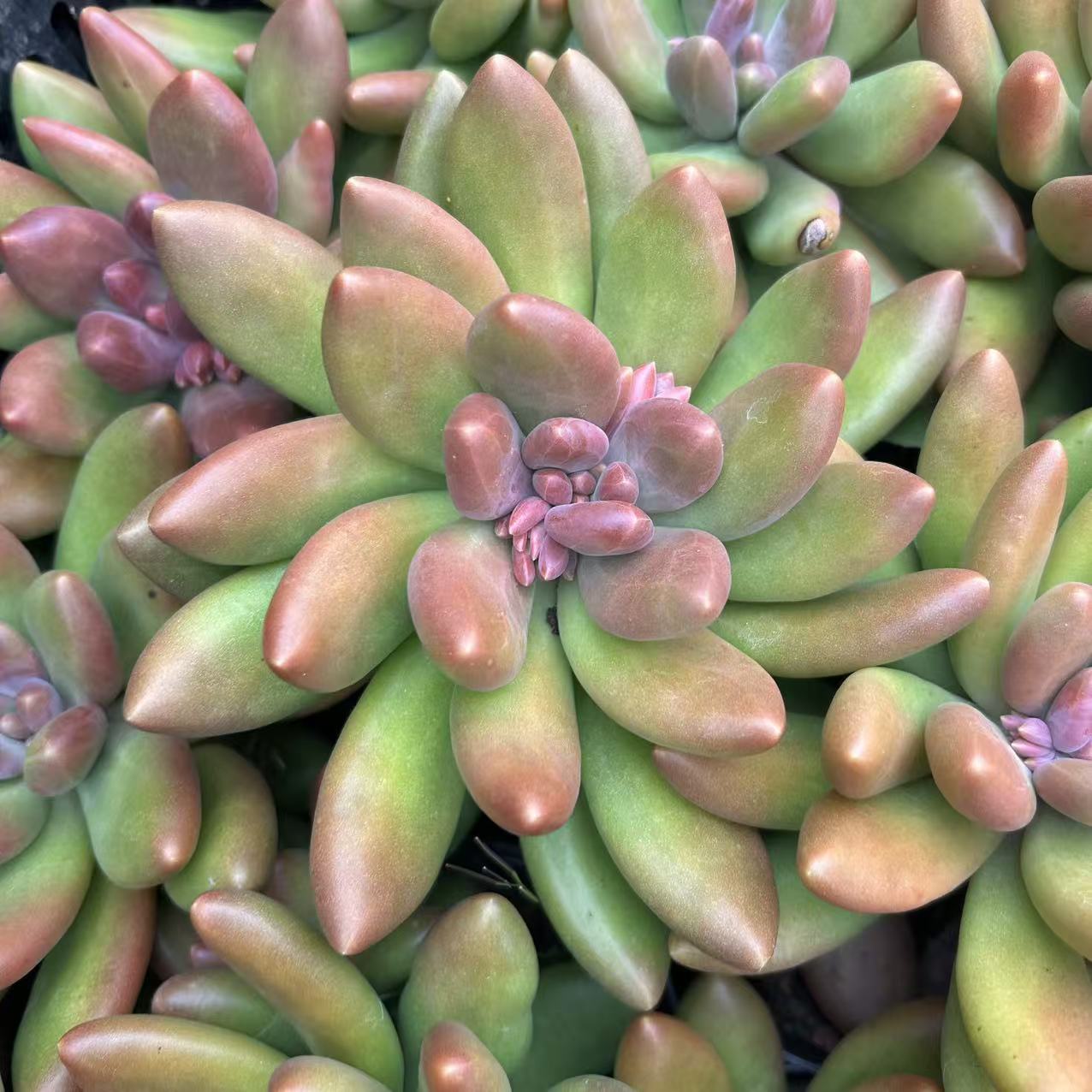 芒果奶      多肉