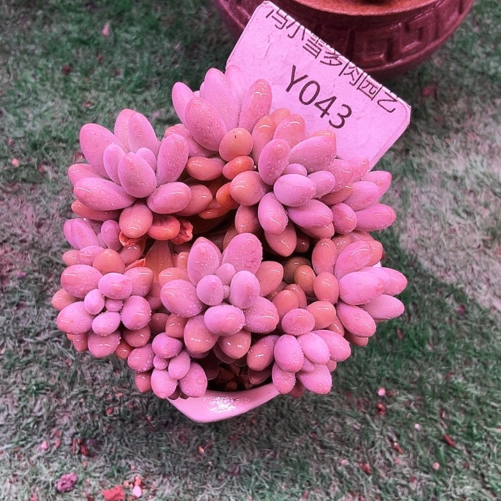 我是第一百个为妖刀应援的阴阳师