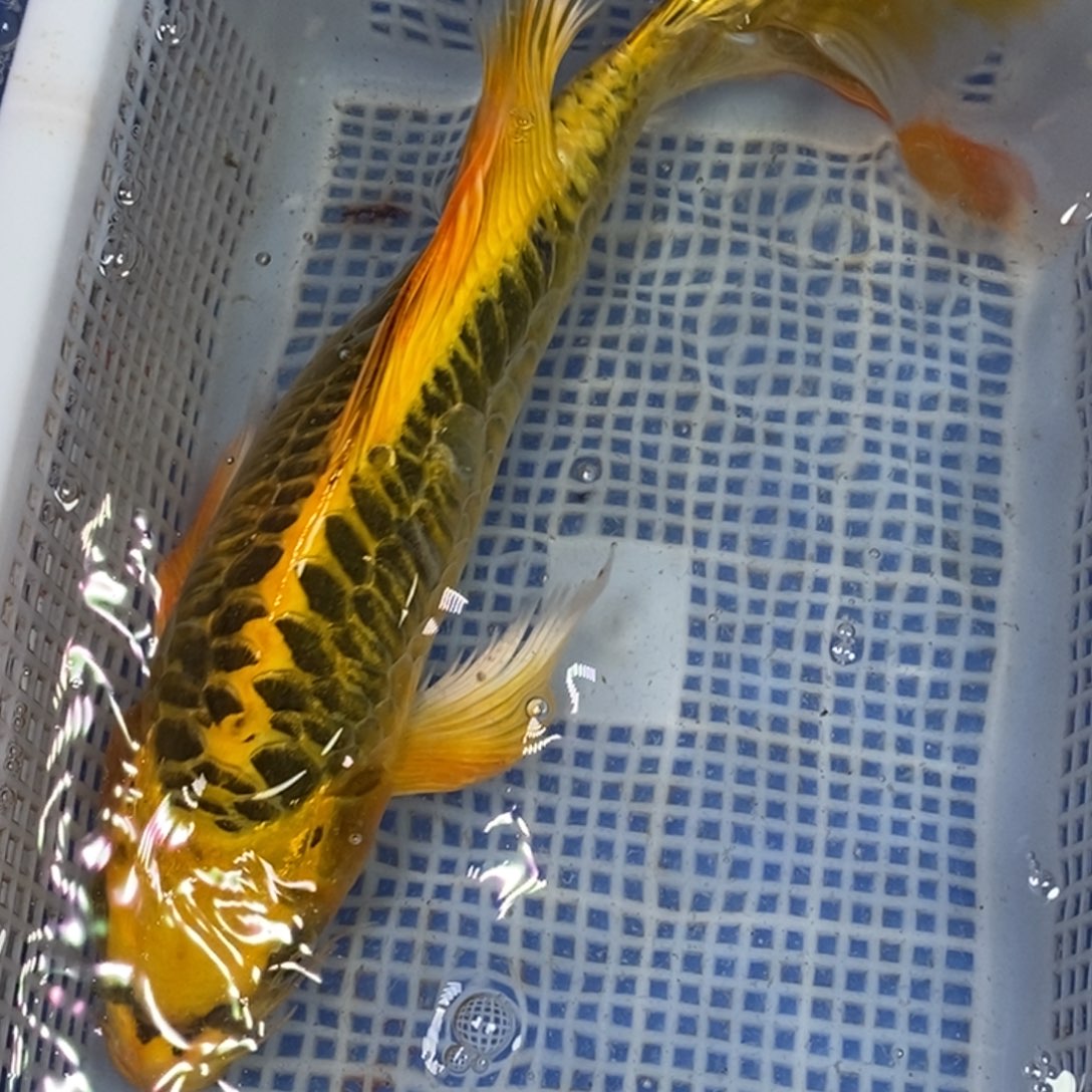锦鲤不介意拍包邮