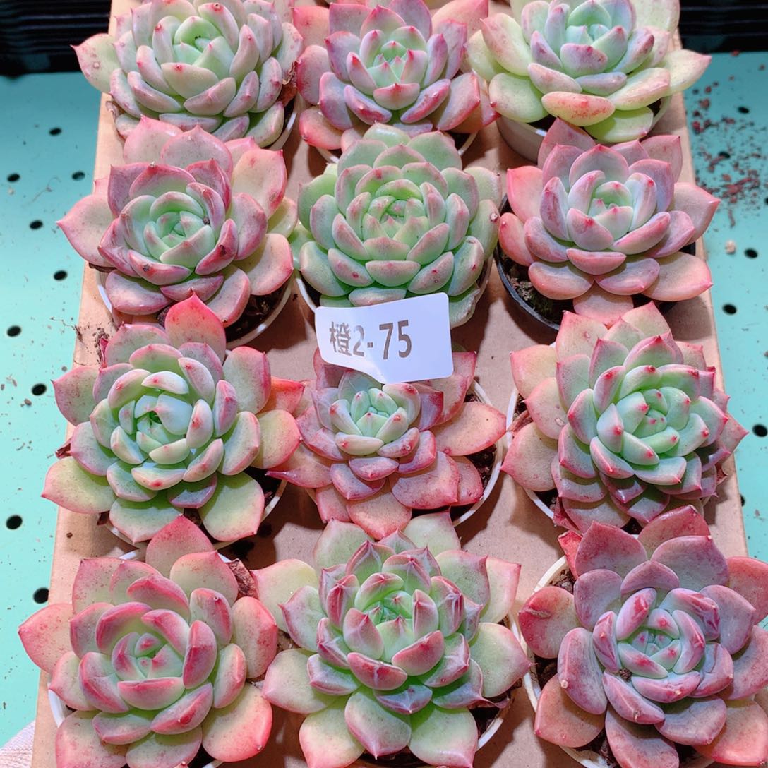 2-75一物一拍多肉带盆18颗