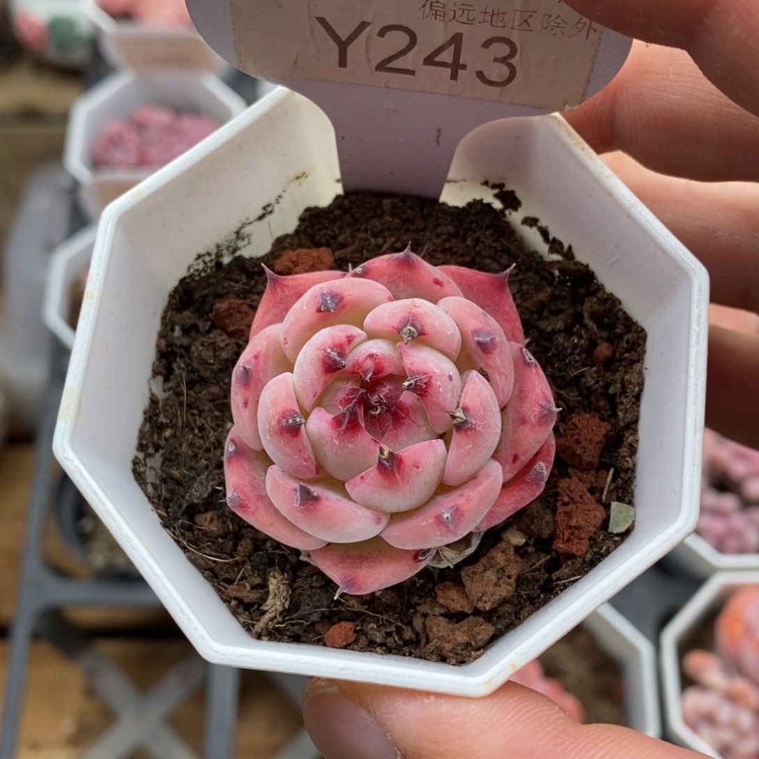 0243 吉娃娃 4cm