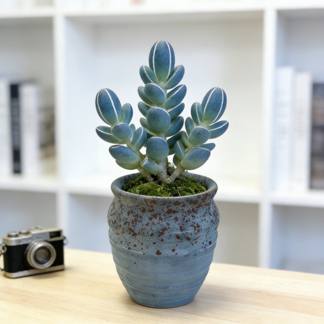 所有单凑满15发~直径7高10麦饭石高桩盆栽盆景多肉花盆