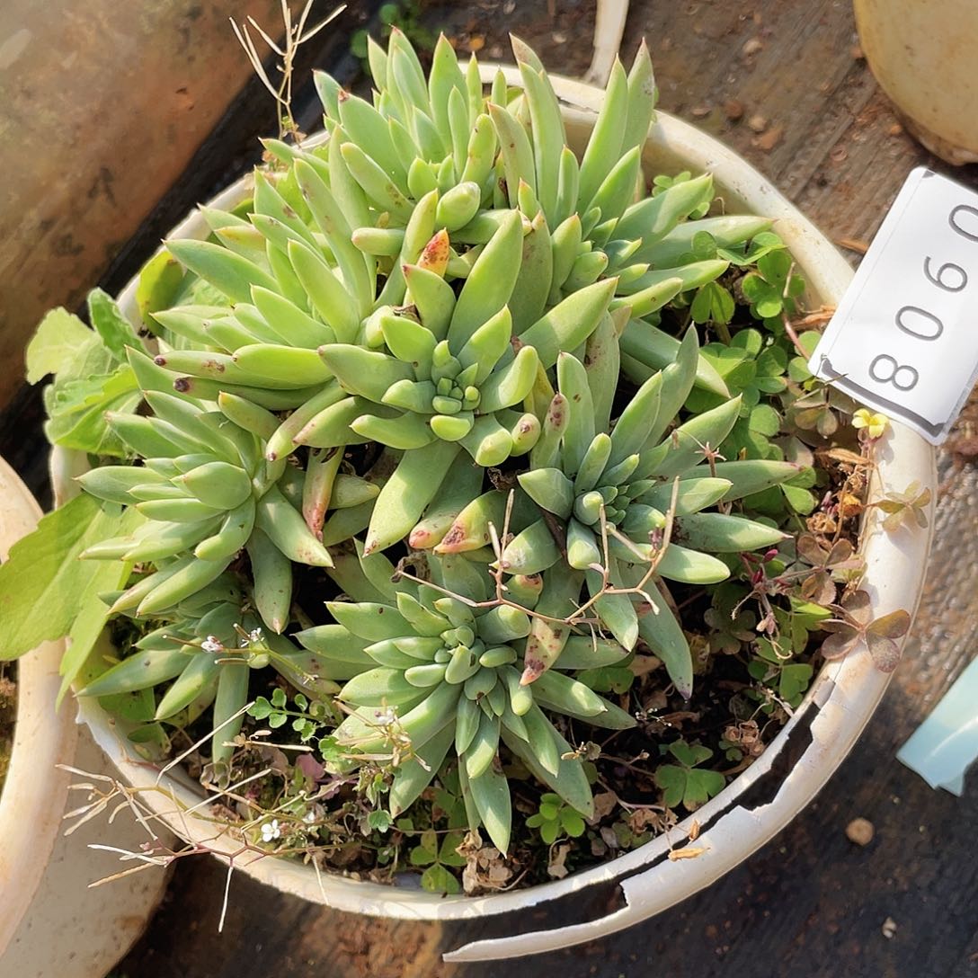 .****狗绿体仙女杯多头老桩0908