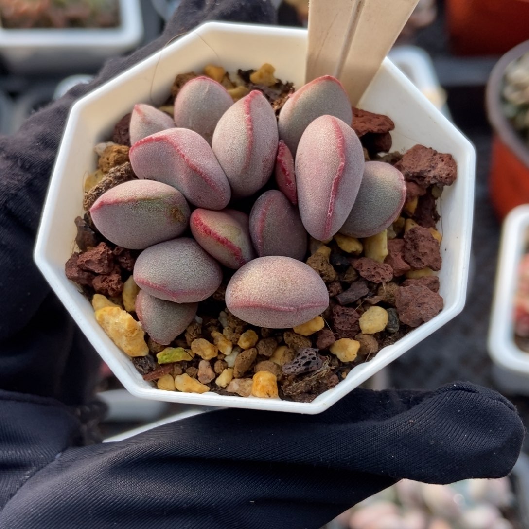 909红蛋多肉植物多肉