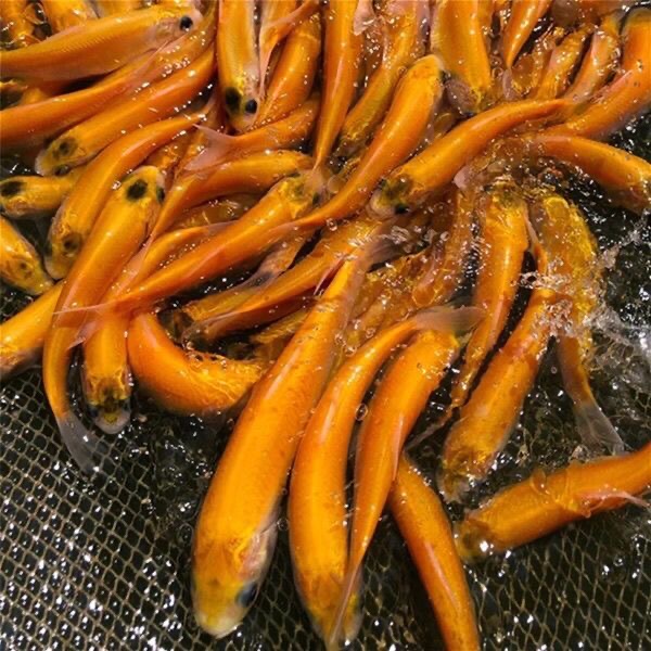 金丝草鱼鱼苗食用鱼红草鱼金草鱼俄罗斯金丝鲩鱼草金淡水养殖