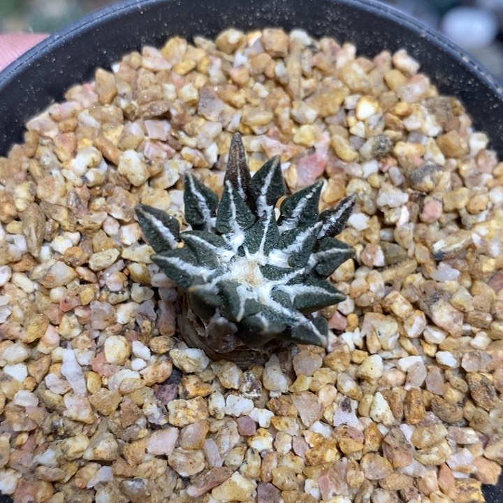 实生黑牡丹16号2.2cm