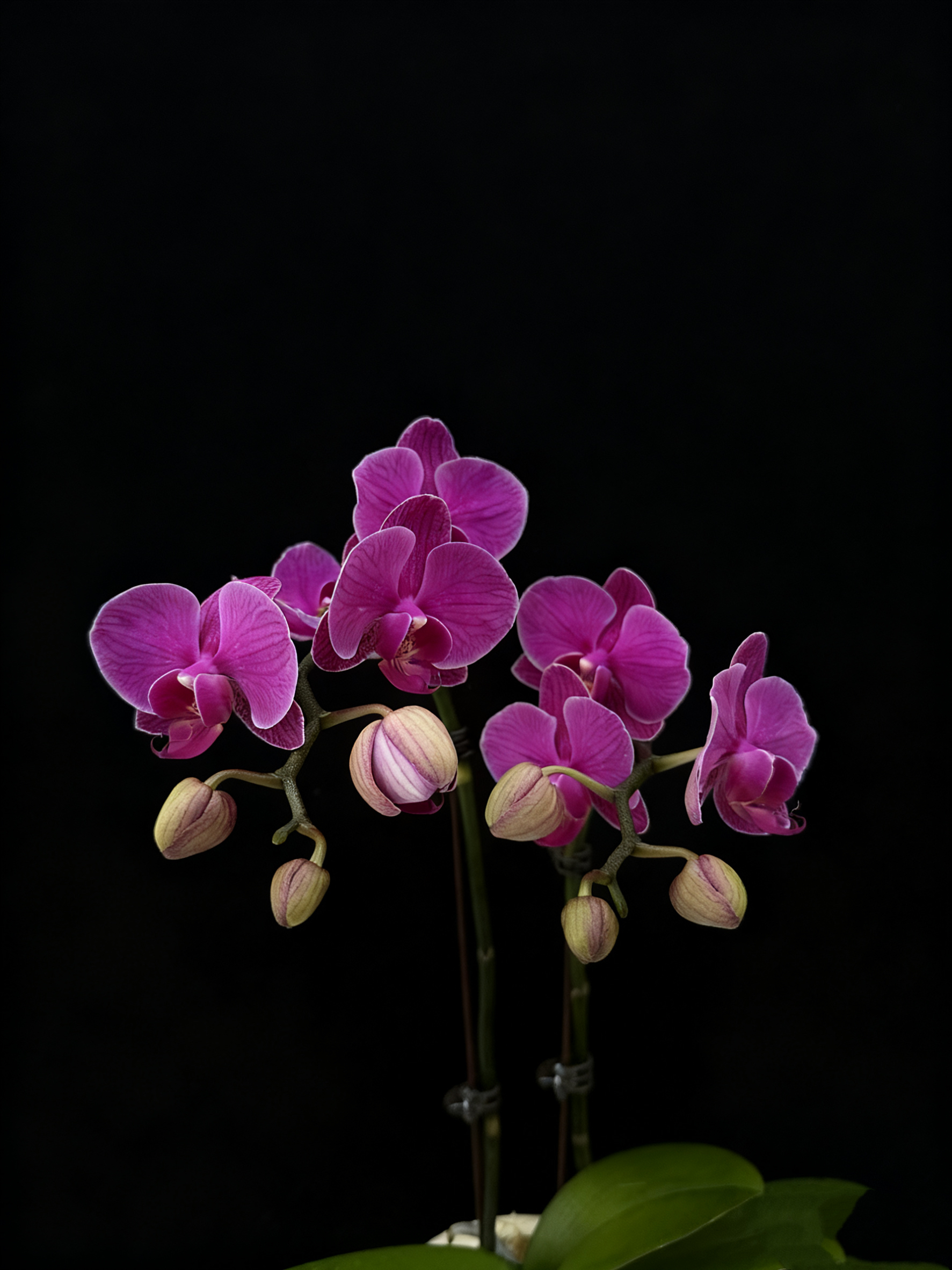 予兰花卉（福星）带花带花苞3.0寸杯发货微瑕