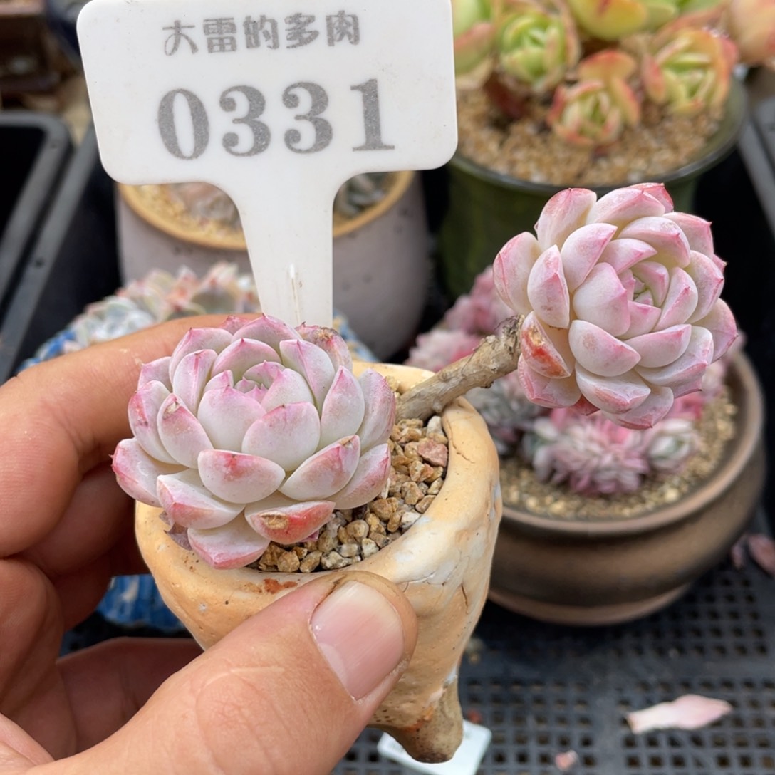 0331不认识不带盆9厘米