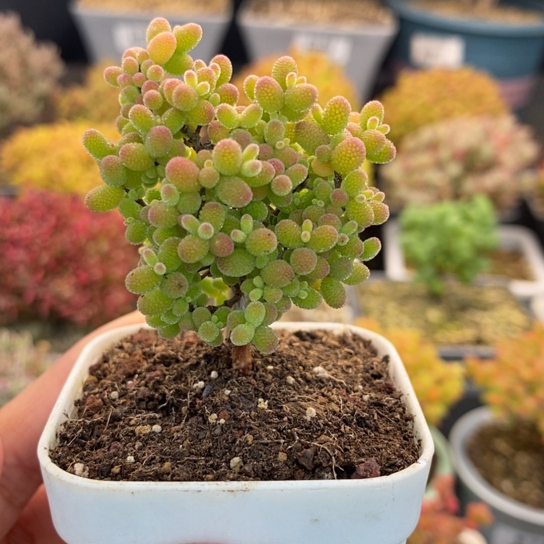 松***n098蜜橘糖球 。     