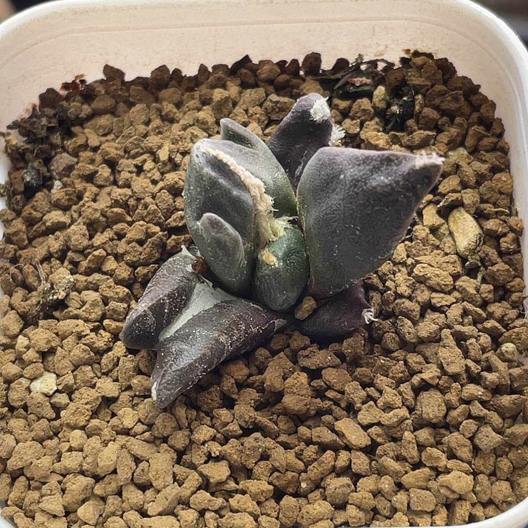 实生蛋尤三叉尤牡丹仙人球