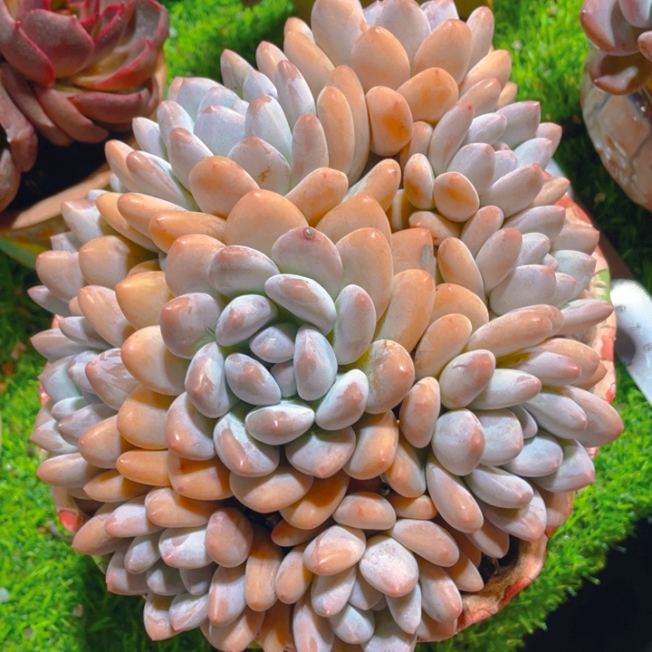 汤****谢谢你的支持0000000078