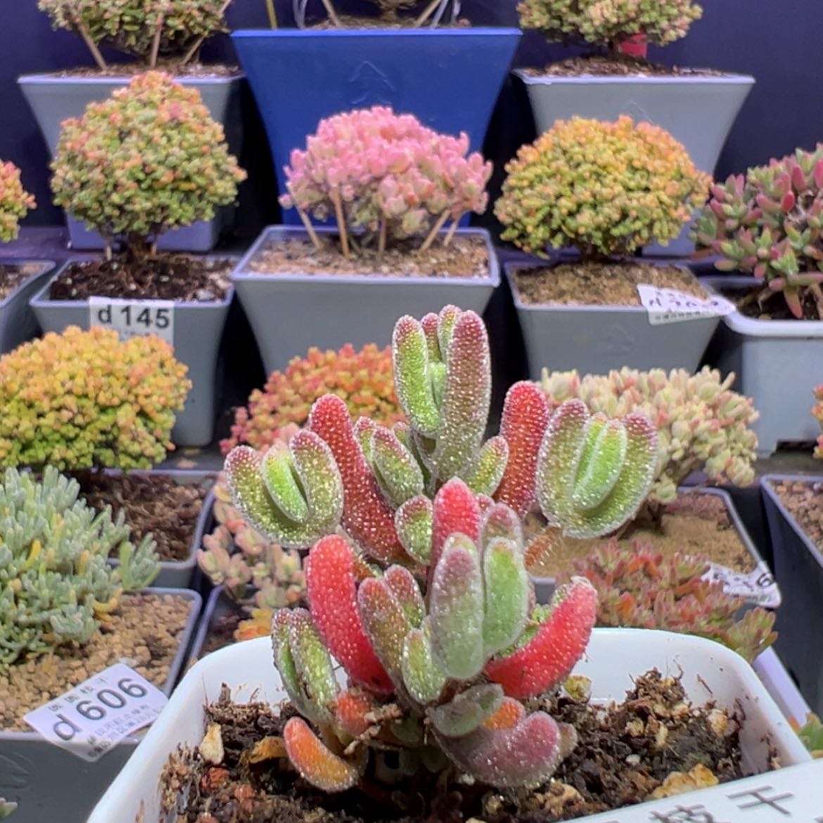 【闪购商品】芳*d607实生晶莹新粉福利价