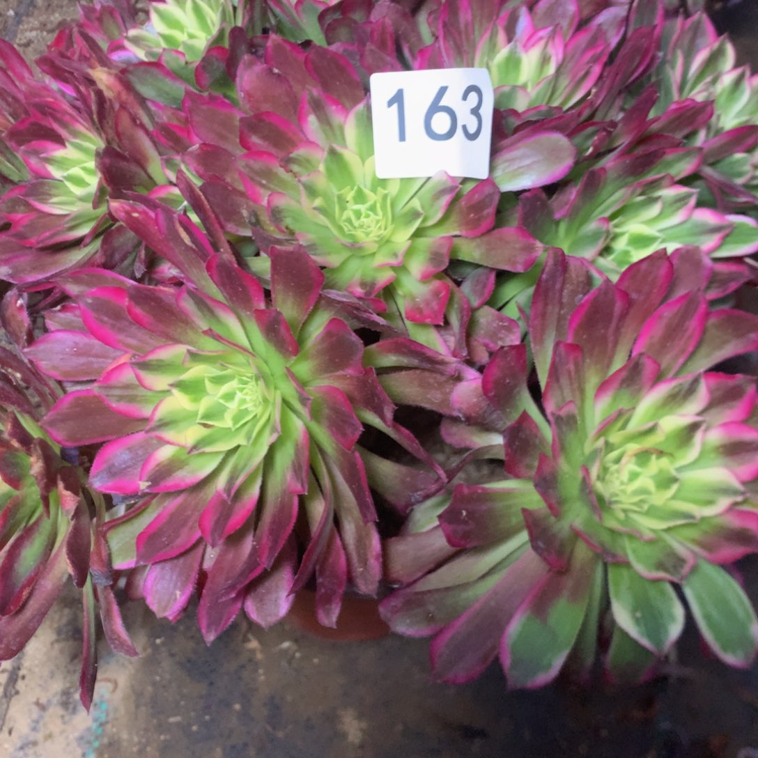 玉**香163天合多肉植物