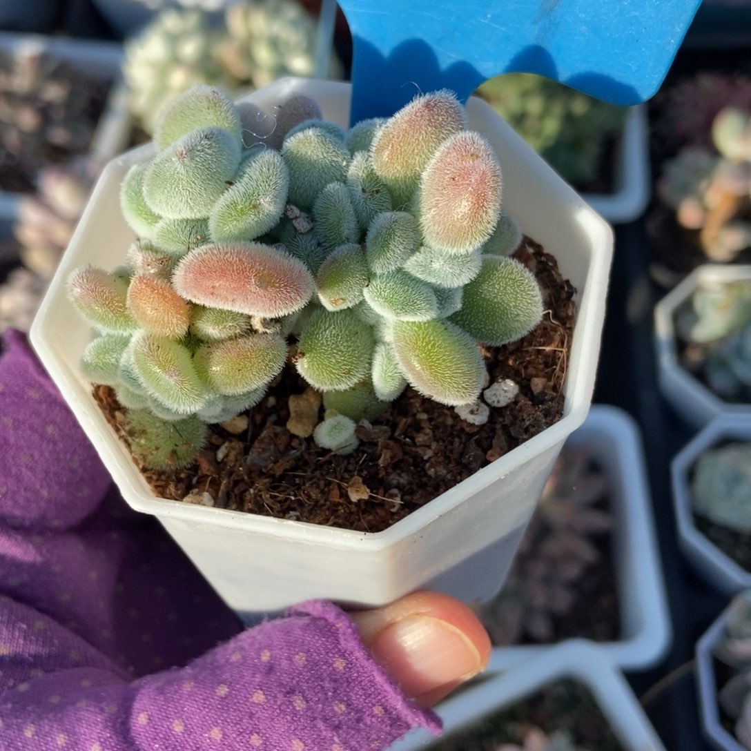 1007雪晃星缀多肉植物