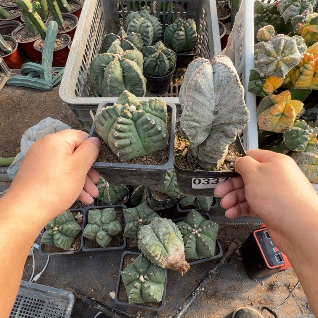 扶***焱自根鸾凤玉带盆336-337