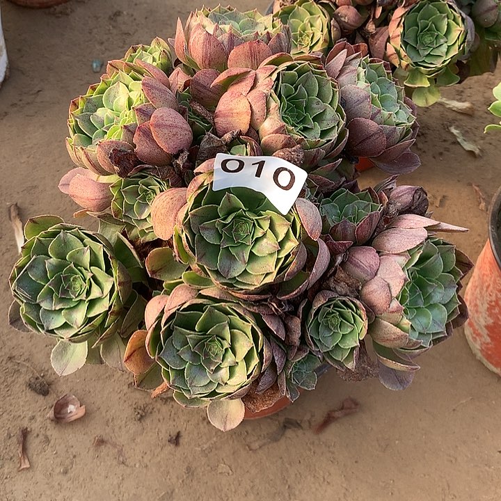 无花朵010万拉丝包子南