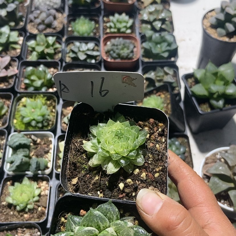 【闪购商品】16二个