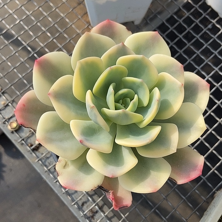 飞***鱼白月光锦多肉植物