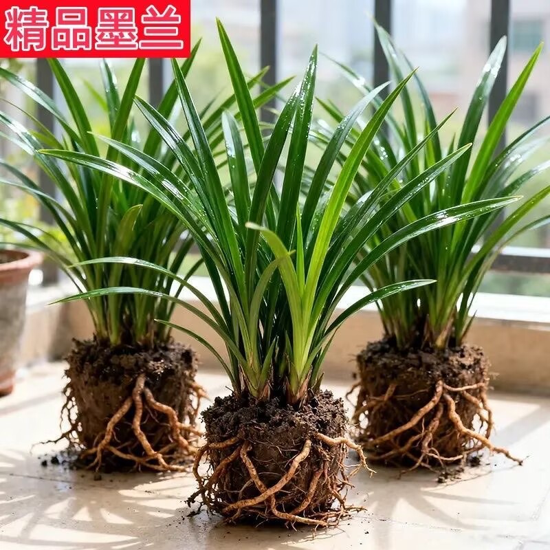 【精品墨兰】特级兰花墨兰企黑浓香型兰花室内客厅四季盆栽好养绿植