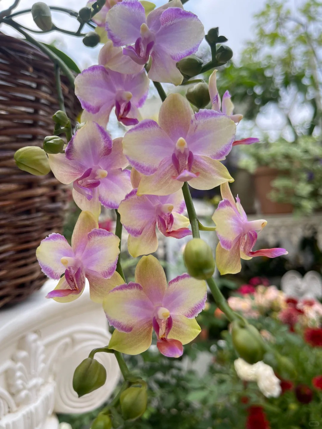 【水晶】室内好养蝴蝶兰花苗大苗不带花四季可养花卉盆栽南北方兰花