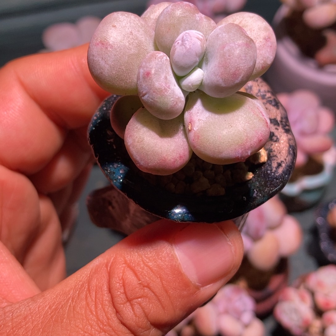 油煎丸子一物一拍多肉