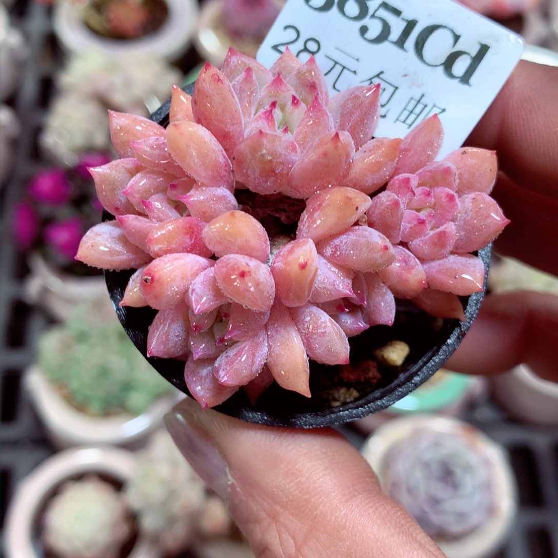 5厘米盆精控多肉3851