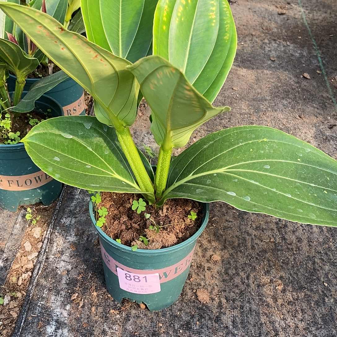 木本植物梅**?木本花卉881叶损