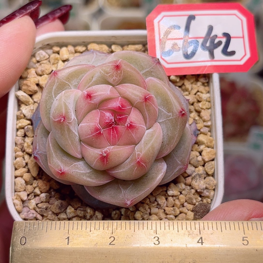 G642一物一拍 怀夕