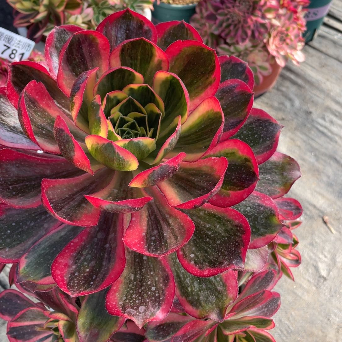 紫砂茶杯紫*个哈哈哈哈哈哈