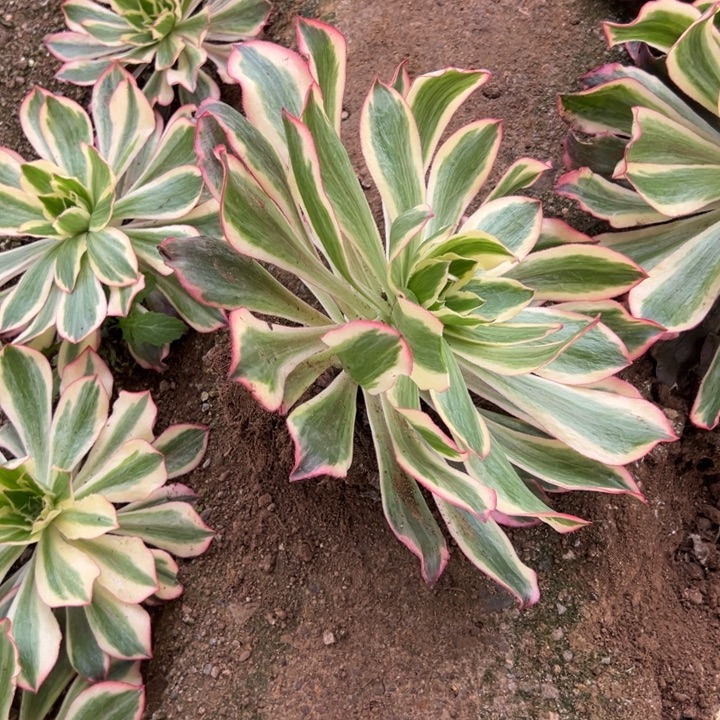 多肉植物魅影不售后