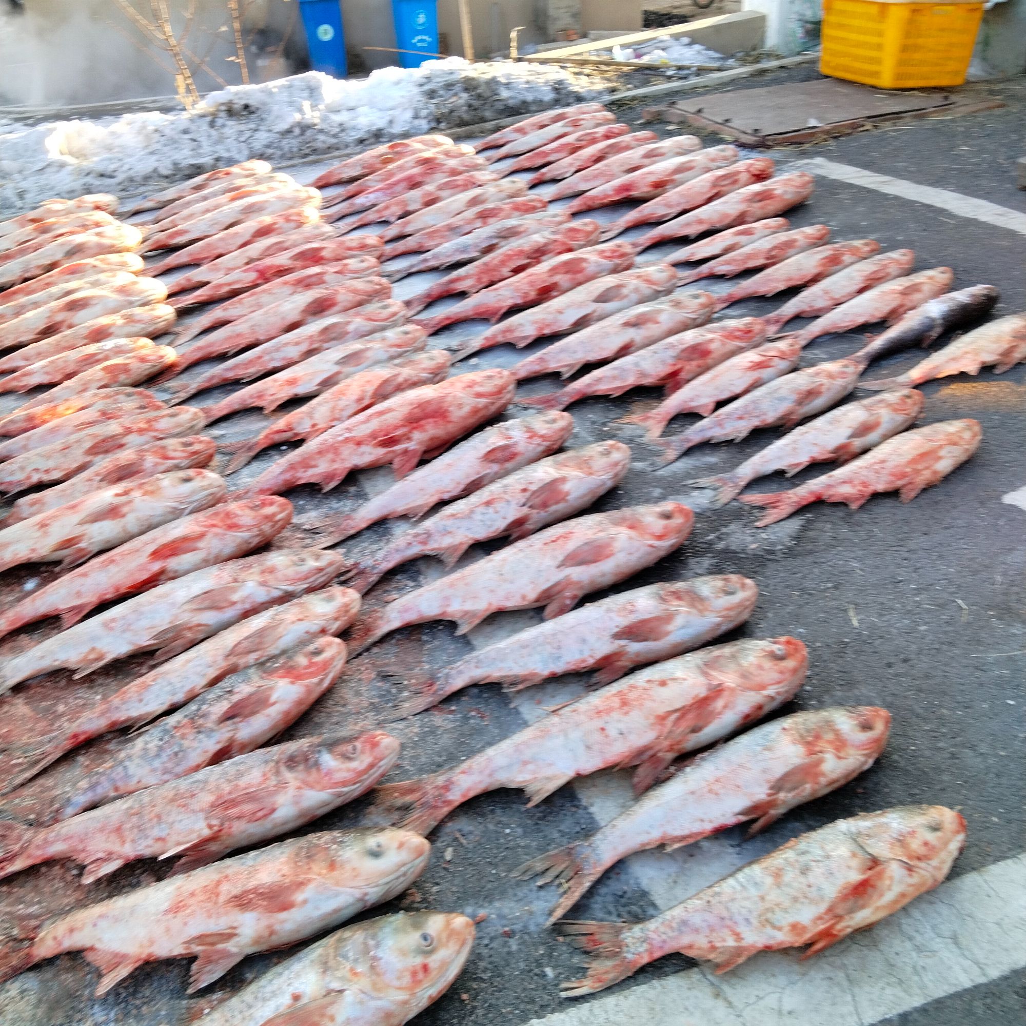 冬捕冷水胖头鱼改价链接