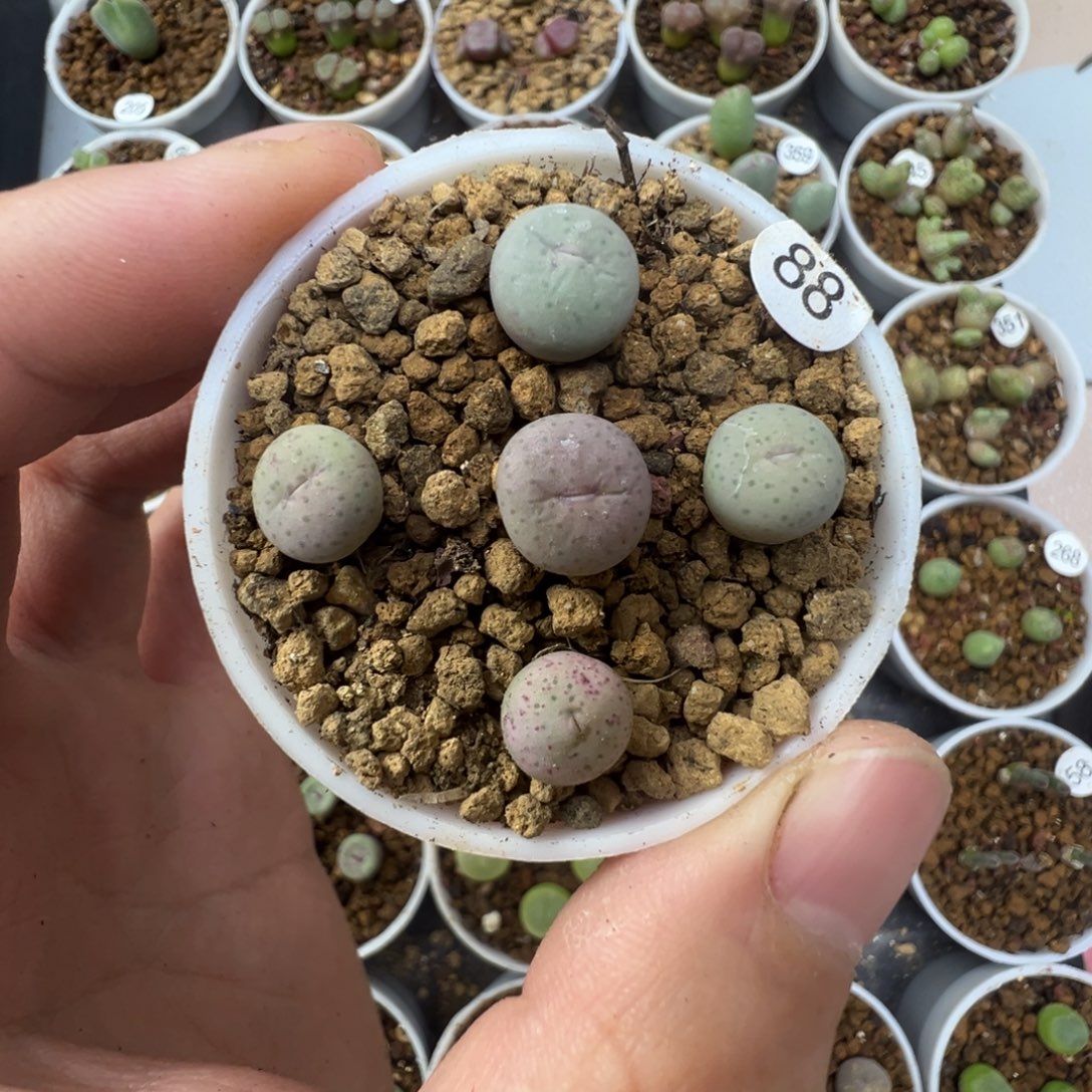 大型奶油嘴一颗脱土8800000