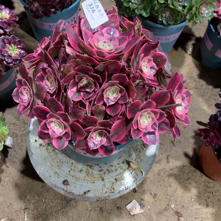 376粉女郎多肉植物