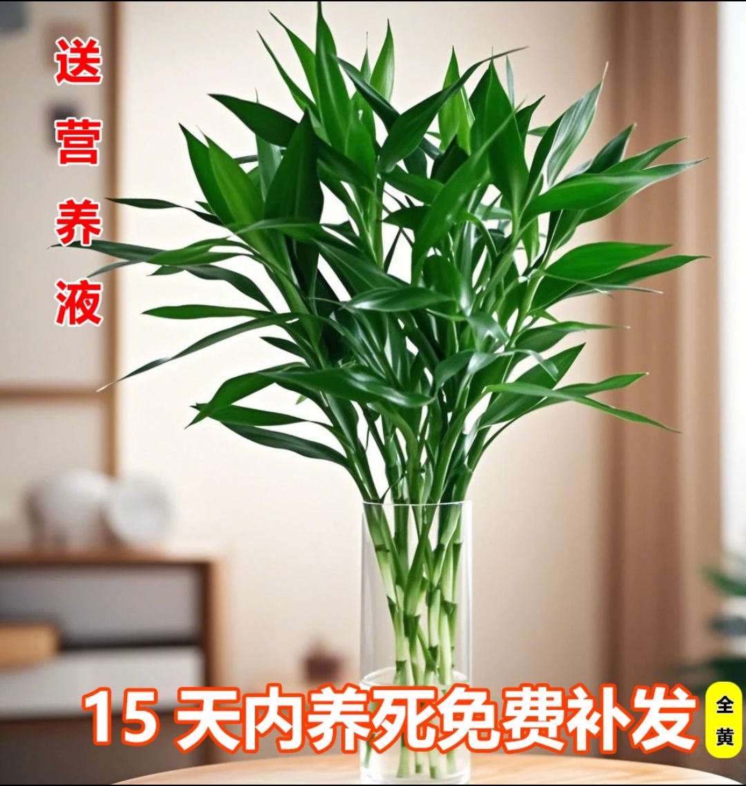 富贵竹水培植物盆栽植物室内办公室净化空气绿植花卉四季水养