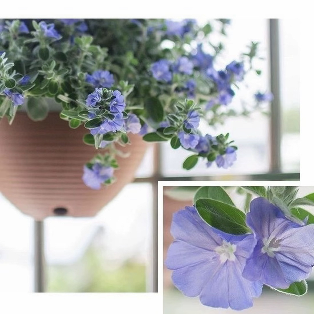耐热蓝星花盆栽 庭院阳台垂吊花卉 耐热耐晒蓝色小花 包邮