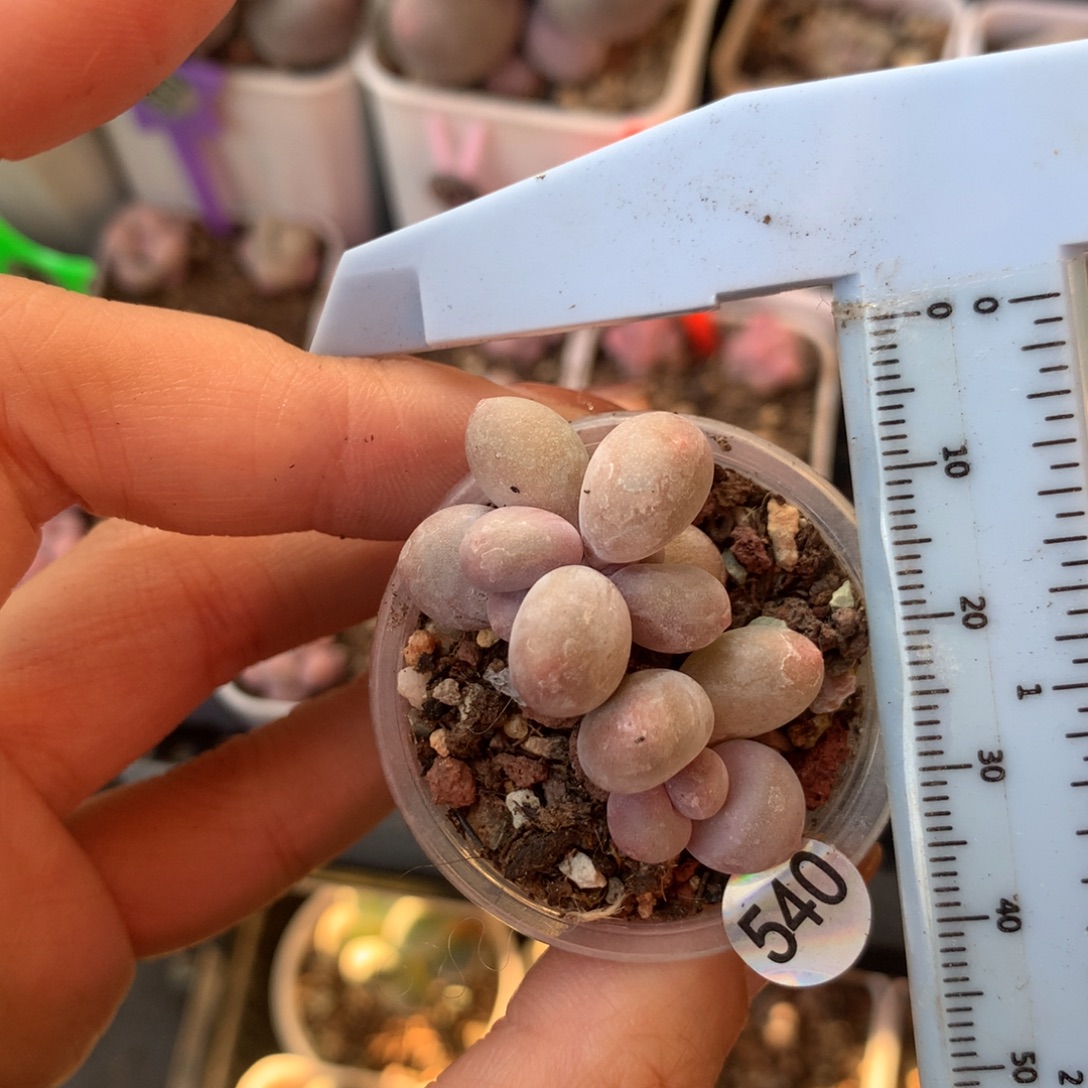 鸡蛋奶 精品韩国奶酪多肉