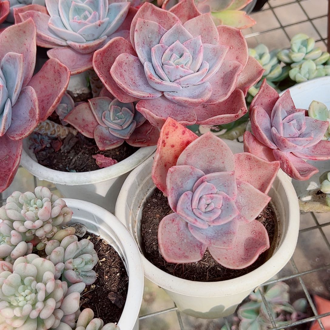 旭贺双头起发精品特价