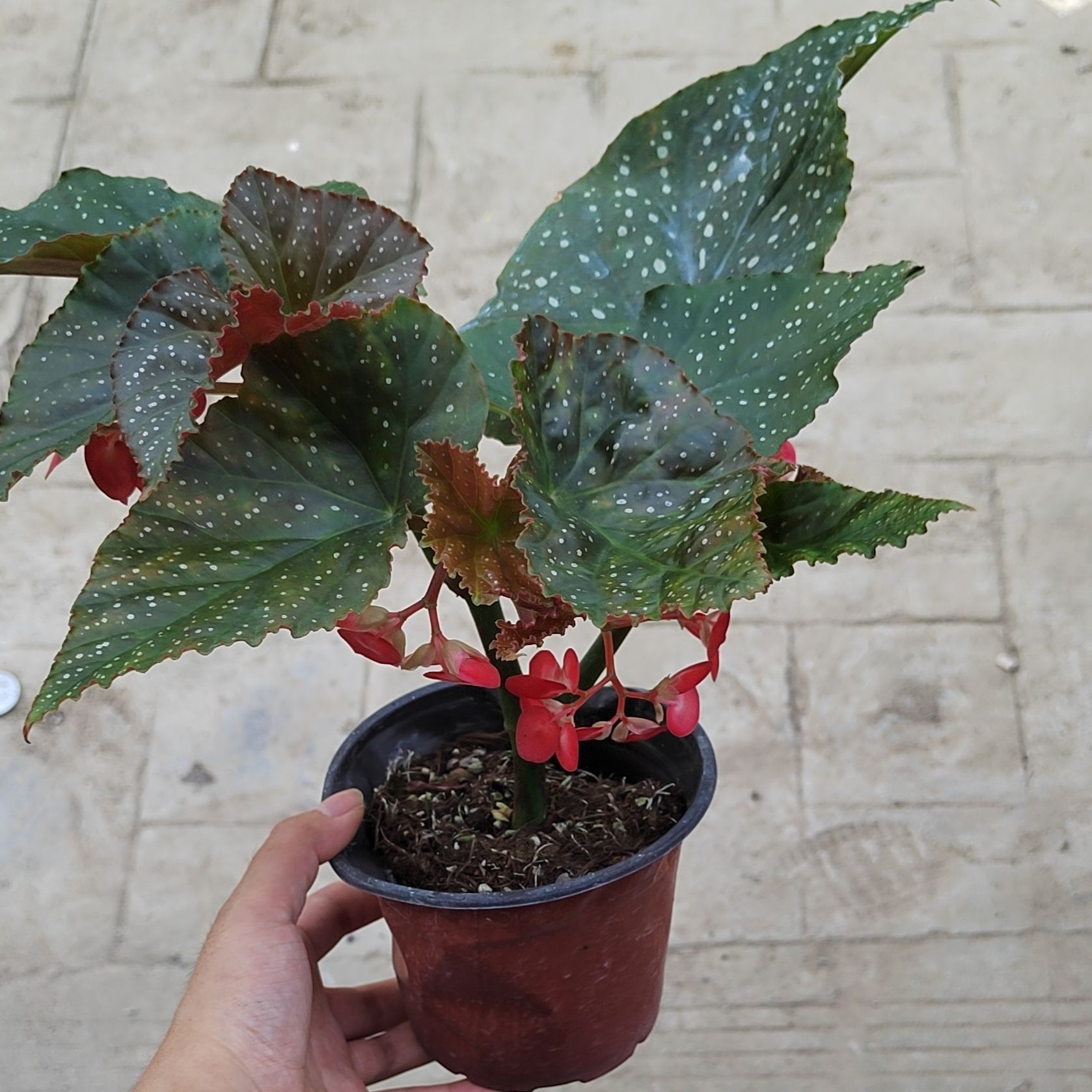 大花卉开花红花秋海棠爱超点龙翅竹节秋海棠带花苞盆栽叶斑绿植