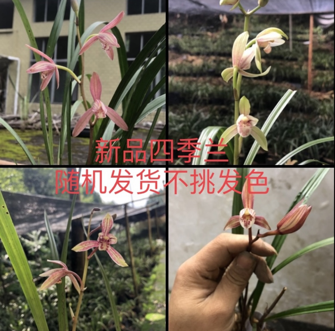 浓香建兰-原生态种植传统国兰.花色丰富.新疆内蒙，海南西藏不包邮