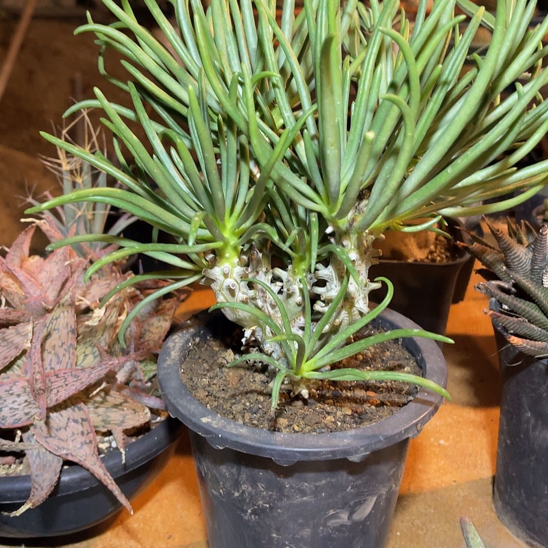 钟馗奇峰锦一物一拍