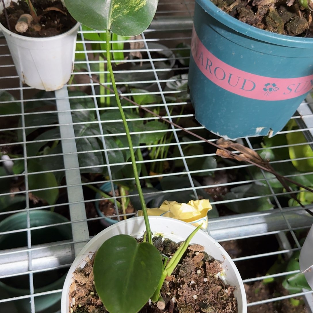 ᝰ***&无花朵龟背竹一物一拍