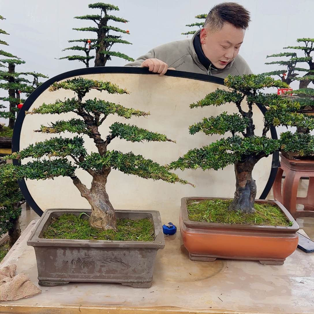 强*盆景制作过程非常感谢
