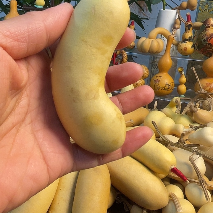 *****藤手把葫芦精品系列1