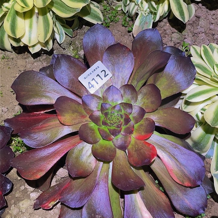 4112无毒七彩多肉植物