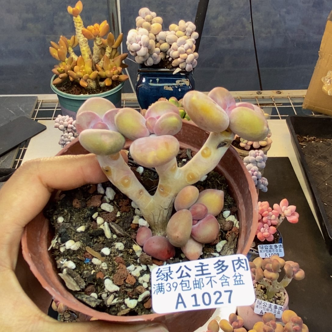 027芒果奶kk奶多肉7c m