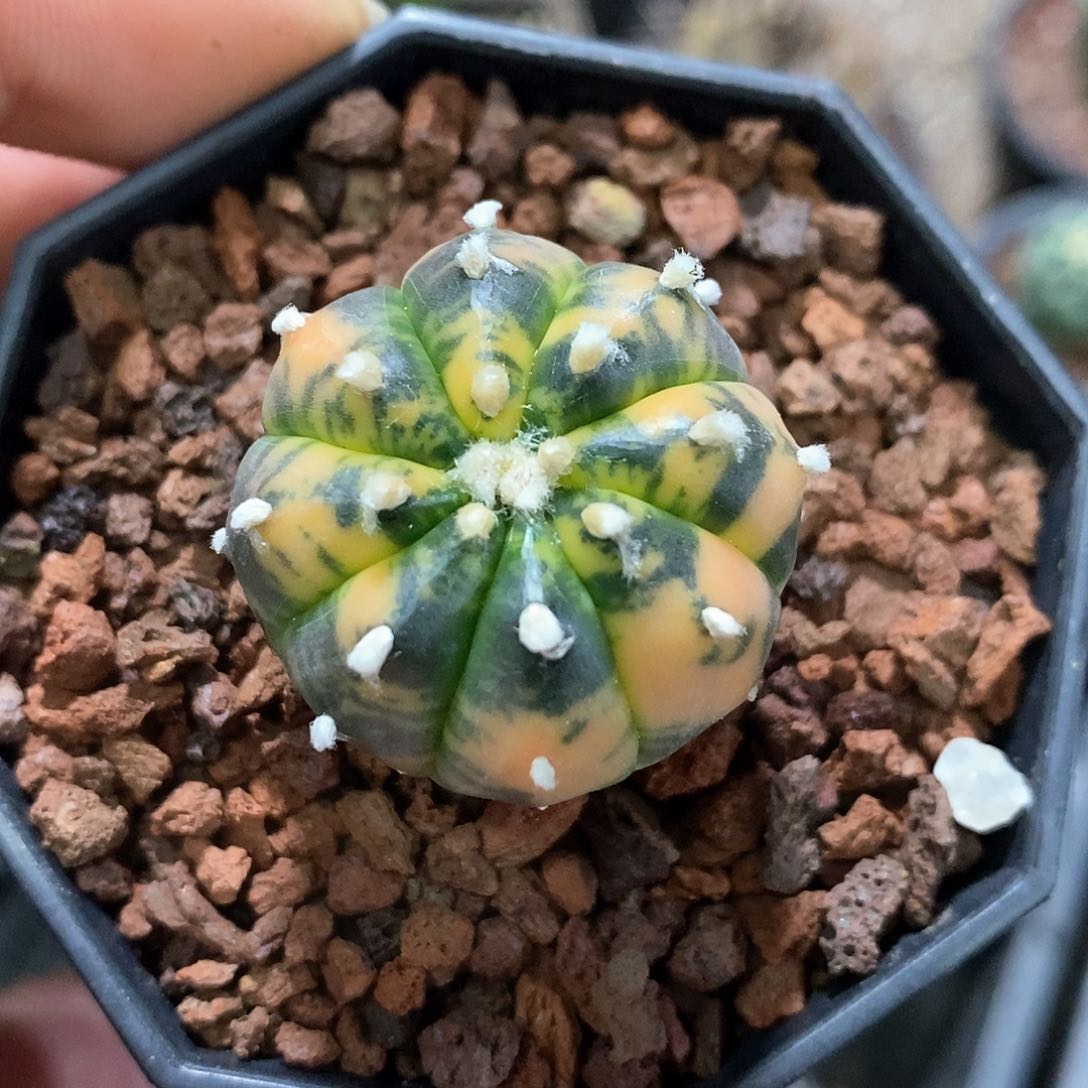 孤品实生优选极致散斑兜锦3cm仙人球