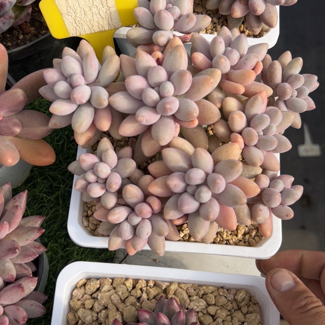 粉色恋人多肉植物