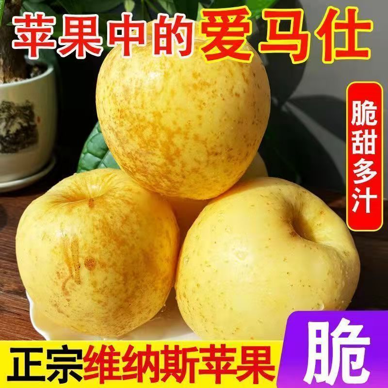 山东维纳斯苹果糖炸有绣苹果纯甜多汁黄金苹果山东省山东省