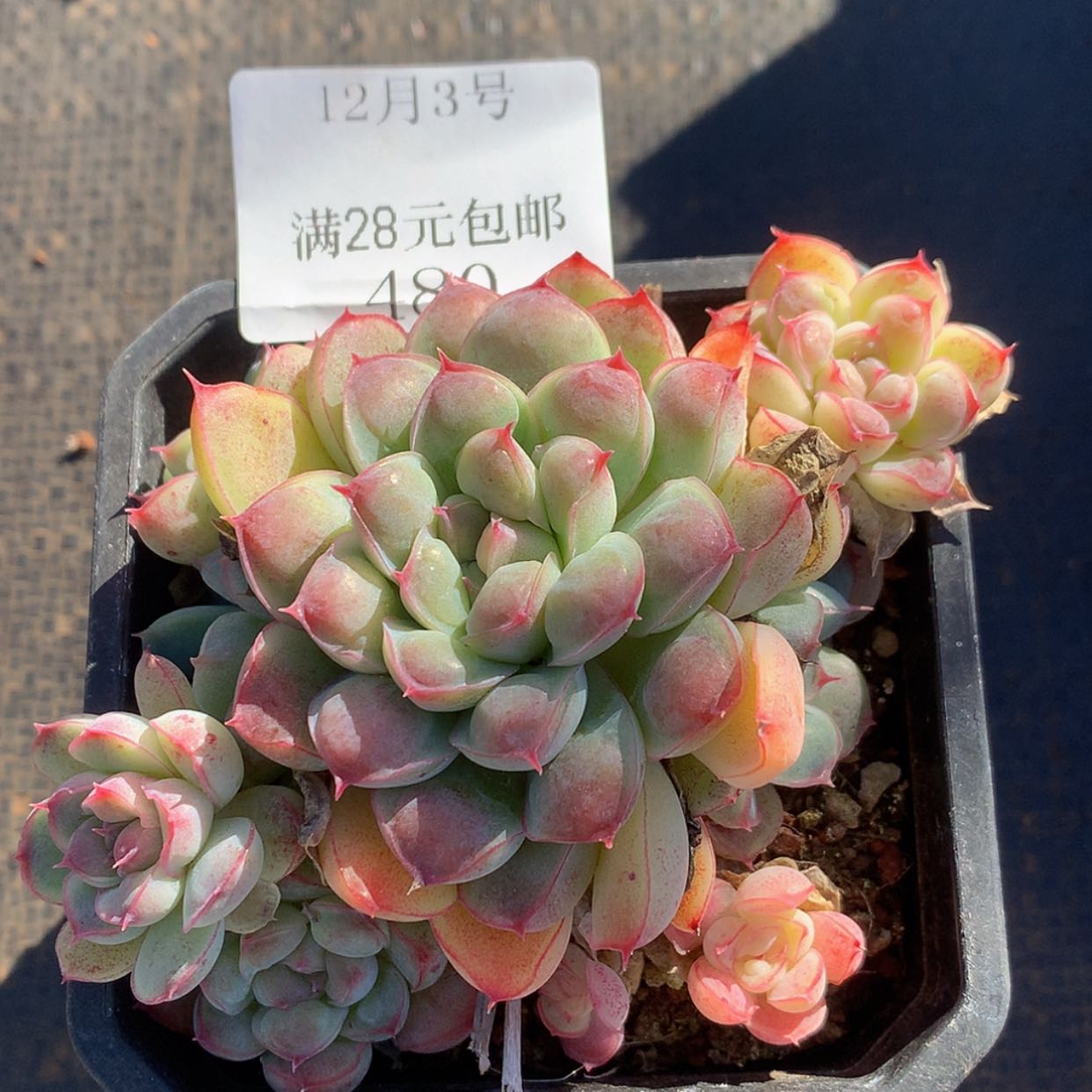 【闪购商品】云480号
