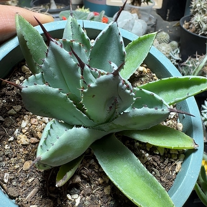 180贝壳龙舌兰脱土发货